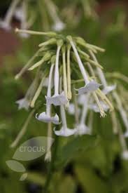 Check spelling or type a new query. Buy Tobacco Plant Nicotiana Sylvestris Delivery By Waitrose Garden
