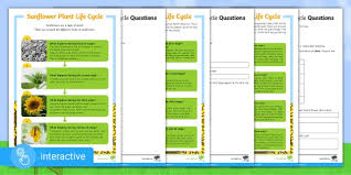 Hello teachers, today share reading comprehension worksheets for teachers and students, on our website you will find short english readings, very practical for learning the language. Interactive Pdf Sunflower Plant Life Cycle Differentiated Reading