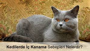 Kedilerde Ic Kanama Belirtileri Ve Sebepleri Nelerdir Teknobeyin