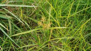 Cyperaceae (sedge family) life cycle: Spotlight On Weeds Yellow Nutsedge Cyperus Esculentus Purdue Landscape Report