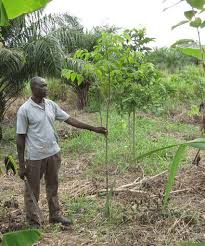 Image result for Terminalia superba