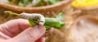 Ver A Soie Comestible Insectescomestibles Fr