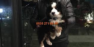 Bernese Yavrulari Bernese Dag Kopegi Coban Kopegi