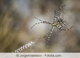 Die meisten spinnen und spinnentiere, die sich vor allem im herbst den weg in unsere häuser suchen, sind die große hauswinkelspinne, die zitterspinne und der weberknecht. Wirksame Mittel Gegen Spinnen Im Haus Und Auf Dem Balkon Gartendialog De