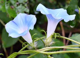 Image result for Ipomoea hochstetteri