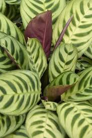 Image result for maranta