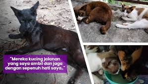 Kucing saya tetap aktif n berselera makan cuma berak lah yg masalah. Bantu Lenny Rawat Kucing Kitafund