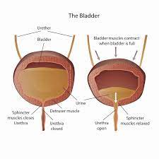And go back down to size after being relieved by a catheter being inserted into it. Why You Should Never Hold Your Bladder According To Science