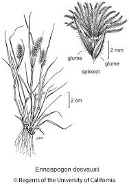 Image result for Enneapogon
