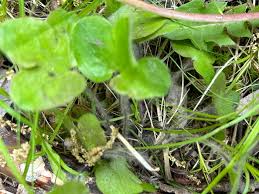 Image result for Xerophyta equisetoides