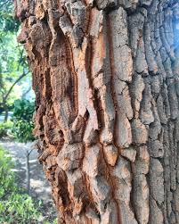 Image result for Bocconia arborea