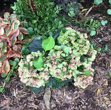 We did not find results for: Update On Garden Hydrangea Surviving Summer Hydrangeas Blue