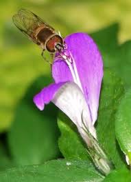 Image result for Dicliptera pumila