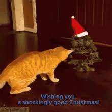 Funny Christmas Cat Memes Gifs Tenor