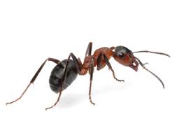 Insects annually cost americans millions of dollars when they become a serious problem in restaurants or food storage. A Academy Wall Nj Pest Control Monmouth County