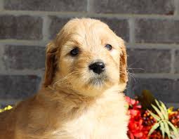 Goldendoodle puppies indiana for sale. Dena Female Goldendoodle Puppy For Sale At Woodburn Indiana Goldendoodle Puppy For Sale Goldendoodle Puppy Puppies For Sale