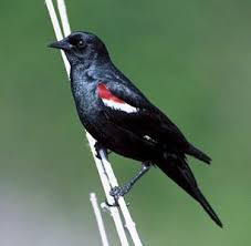 Black Birds In California California Given A Third Chance To Protect Endangered Tricolored Blackbirds Black Bird Endangered Endangered Species