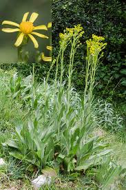 Image result for Senecio latifolius