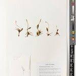 Image result for Ophioglossum gomezianum