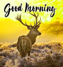 Best Good Morning Images Wallpaper Pictures List Here 2021 2020 ( 22 jun 2020 ) genre: good morning images wallpaper pictures