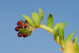 Image result for Corrigiola