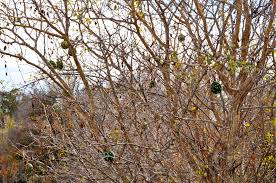 Image result for Lagenaria sphaerica