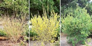 Image result for Faurea intermedia