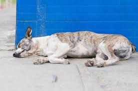 Colon cancer, less common in dogs but very serious if diagnosed. Cancer In Dogs Top 10 Types Of Dog Cancers Dog Symptoms Guide