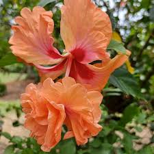 Image result for Hibiscus torrei