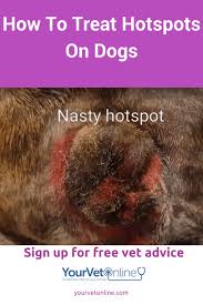 Image result for hotspot dogs