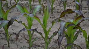 You play nice now y'hear? applejack called, but she might as well not have bothered. Managing Purpling Of Corn Leaves Yara United States