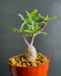 Image result for Fockea angustifolia