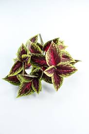 Image result for Coleus buchananii