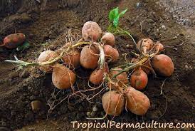 The height of a sweet potato plant crawling along the ground will be limited to between 6 to 18 inches (15 to 45 centimeters). How To Grow Sweet Potatoes Growing Sweet Potatoes The Easy Way