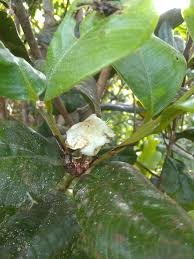 Image result for Eugenia malangensis