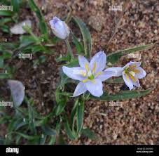 Image result for Xerophyta humilis