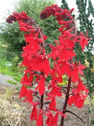 Image result for Lobelia fervens