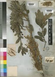 Image result for Erianthemum dregei