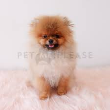 Pomeranian Pet Me Please Sg