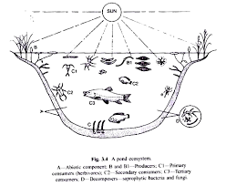Ay Draw Flow A Labeled Chart Diagram To Shovo Pond Ecosystem By Make A List Of Ene Biblic And Abielic Components Around You Learn how to draw ecosystem pictures using these outlines or print just for coloring. ay draw flow a labeled chart diagram to