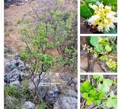 Image result for Allophylus rubifolius