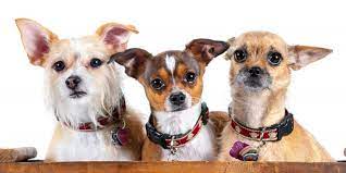 The special comes at a time when the number. Available Pets Inland Valley Humane Society And S P C A