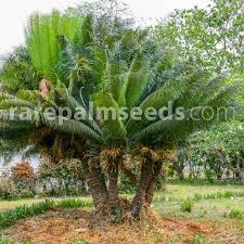 Image result for Cycas thouarsii
