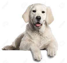 Labrador retriever puppies for sale. Golden Retriever Puppy 5 Months Old Lying In Front Of White Stock Photo Picture And Royalty Free Image Image 9563623