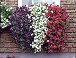 You can make the most of these miniature gardens by choosing the right flowers. Red White Blue Window Box Planter Is More Beautiful With Plants In Window Boxes Www Coolgar Window Box Flowers Window Box Plants Window Planter Boxes