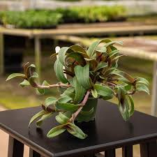 Image result for Cyanotis lanata