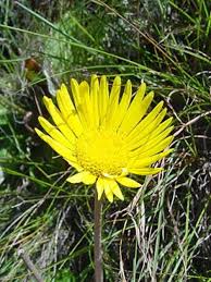 Image result for Haplocarpha