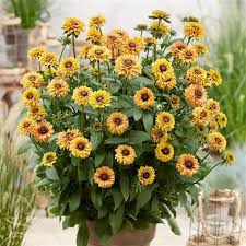 Image result for Rudbeckia