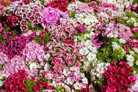 Image result for Dianthus angolensis