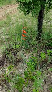Image result for Gladiolus magnificus